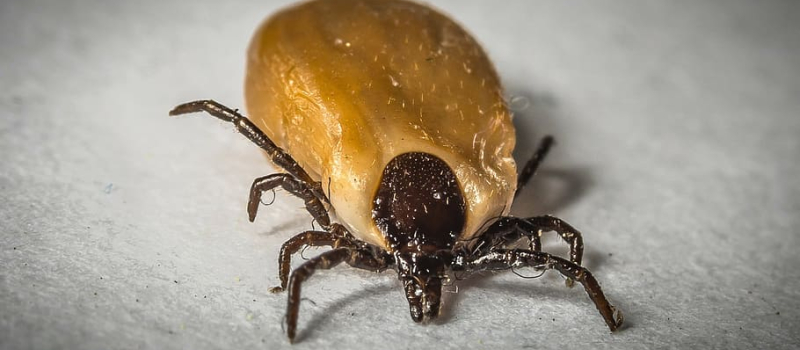 Occasion unique d'évoquer la maladie de Lyme