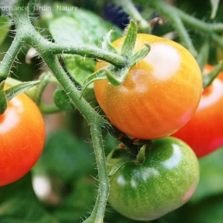 tomates production image pixabay