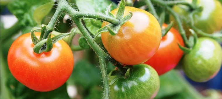 tomates production image pixabay