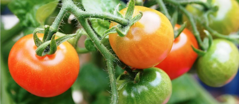Virus de la Tomate, le ministère de l'agriculture lance une alerte