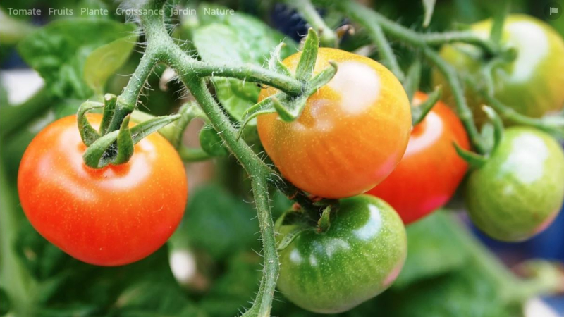 Virus de la Tomate, le ministère de l'agriculture lance une alerte