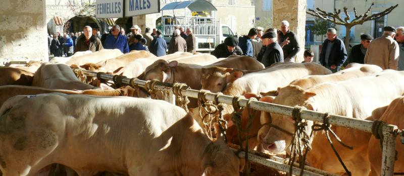 La foire aux veaux maintient le cap de la qualité et de la quantité