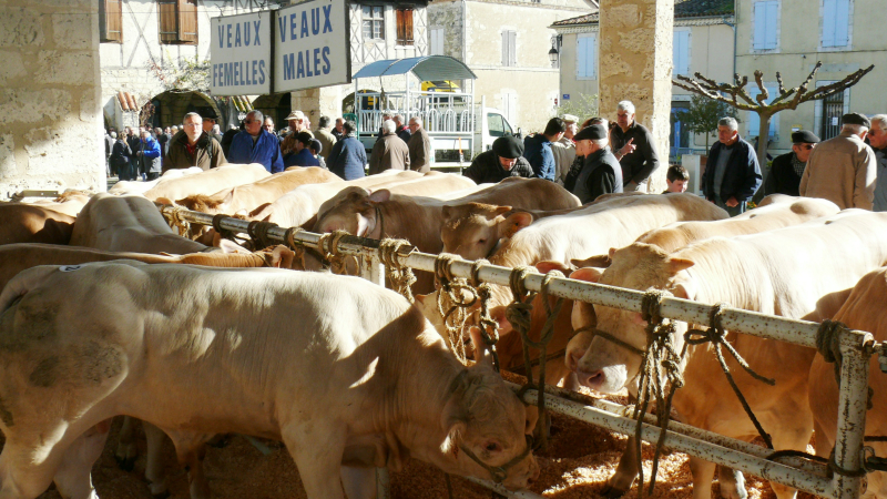 La foire aux veaux maintient le cap de la qualité et de la quantité