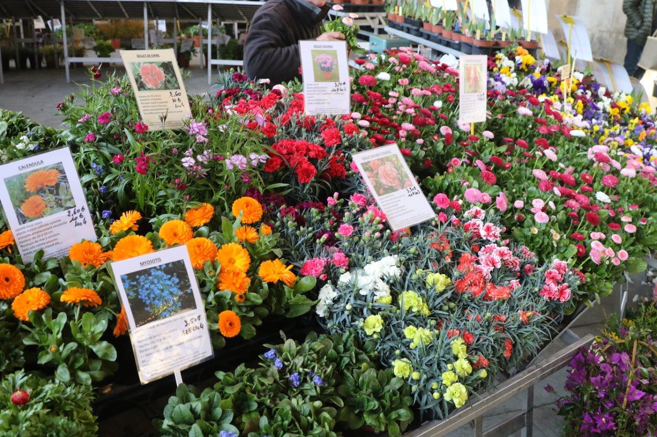 Photos Marc Le Saux