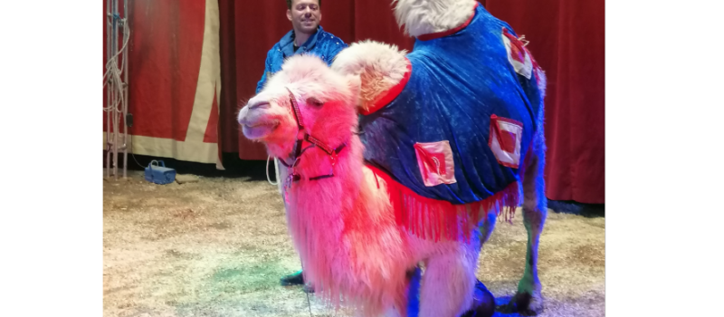 Allons au cirque ce week-end !
