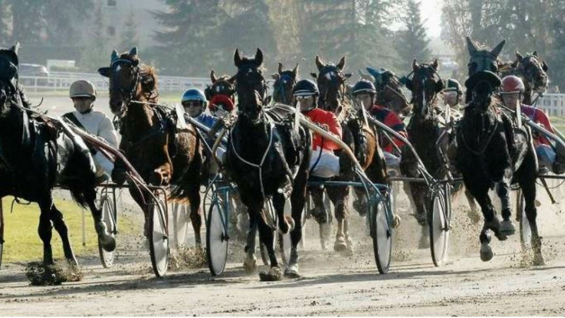 Du trot à l’hippodrome de la Ribère