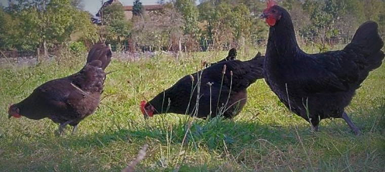 La Poule Noire D’Astarac-Bigorre : Un Sacré Tempérament, Jusque Dans L ...