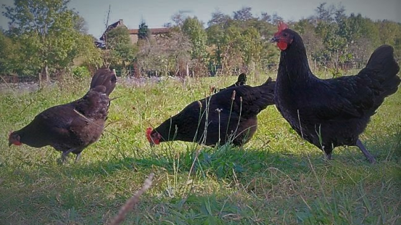 La Poule Noire d’Astarac-Bigorre : un sacré tempérament, jusque dans l’assiette