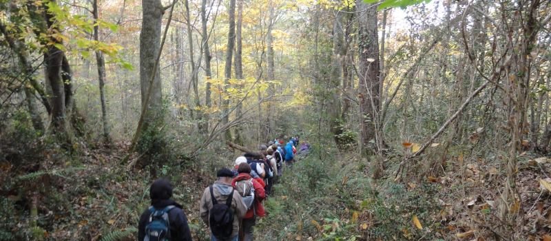 Les habitants des forêts !   Journée internationale des forêts