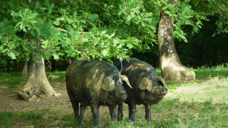 Le porc Noir de Bigorre, passionnément       