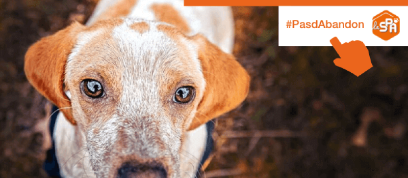 Vos animaux de compagnie et le coronavirus