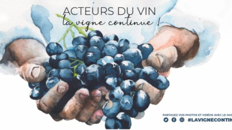 Les vignerons invités à partager leur quotidien sur les réseaux sociaux 