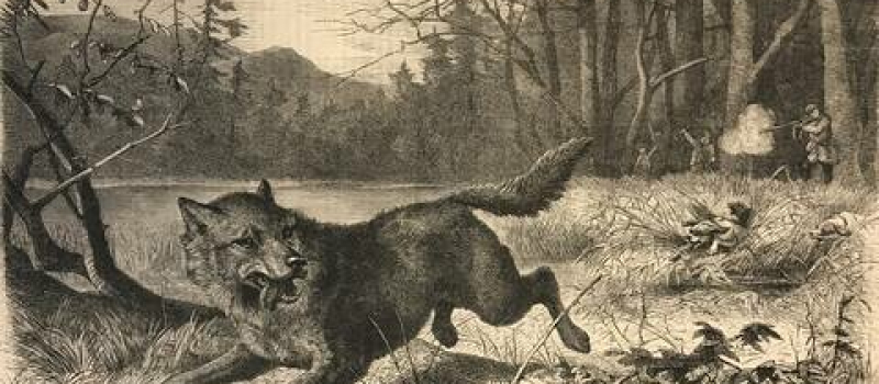 Loup y es-tu?