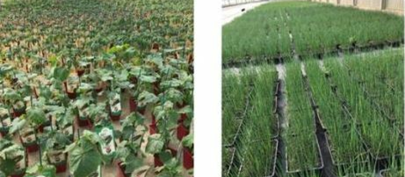 Les horticulteurs aussi doivent pouvoir écouler leur production