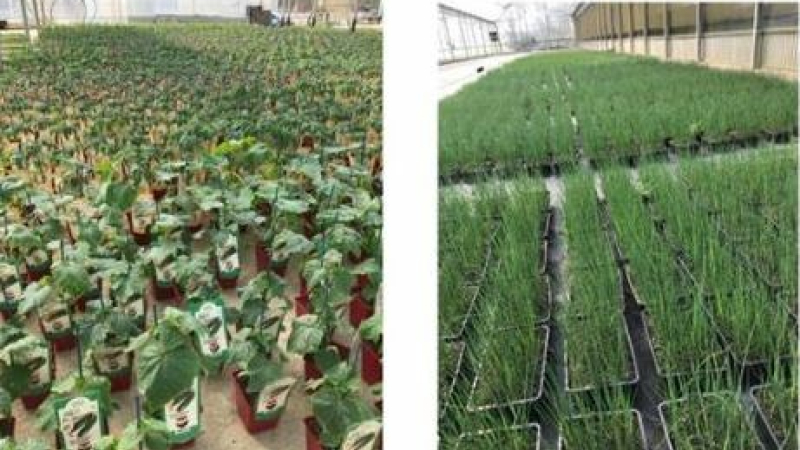 Les horticulteurs aussi doivent pouvoir écouler leur production
