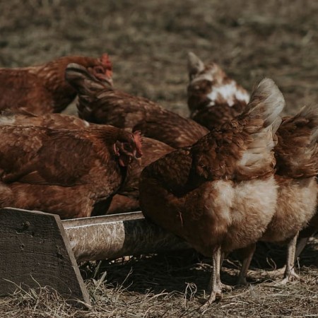 chickens-eating-on-their-plate.jpg
