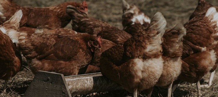 chickens-eating-on-their-plate.jpg