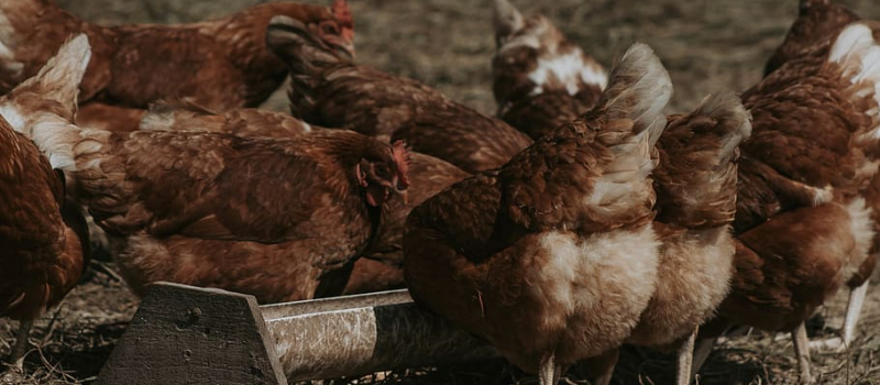 Fanny se déplace pour effectuer les livraisons de sa ferme bio