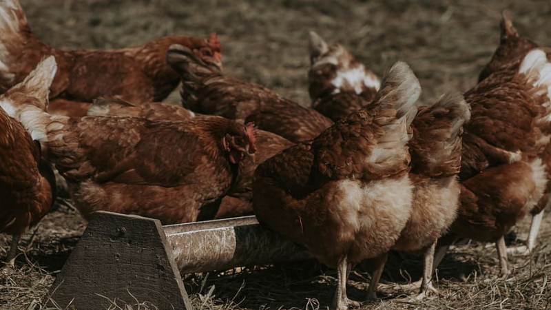Fanny se déplace pour effectuer les livraisons de sa ferme bio