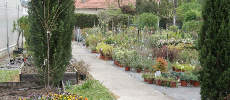 Les plants potagers sont nos aliments des mois prochains
