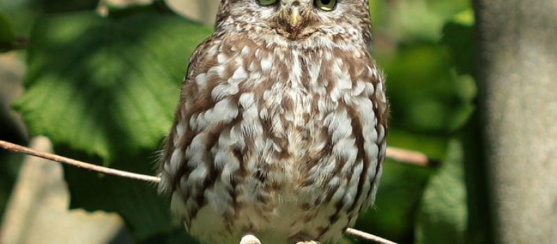 De chouettes rencontres dans notre département