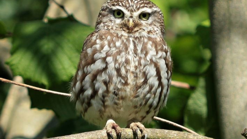De chouettes rencontres dans notre département