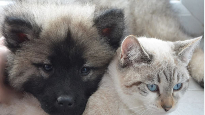 Les refuges pour chiens et chats bientôt à saturation