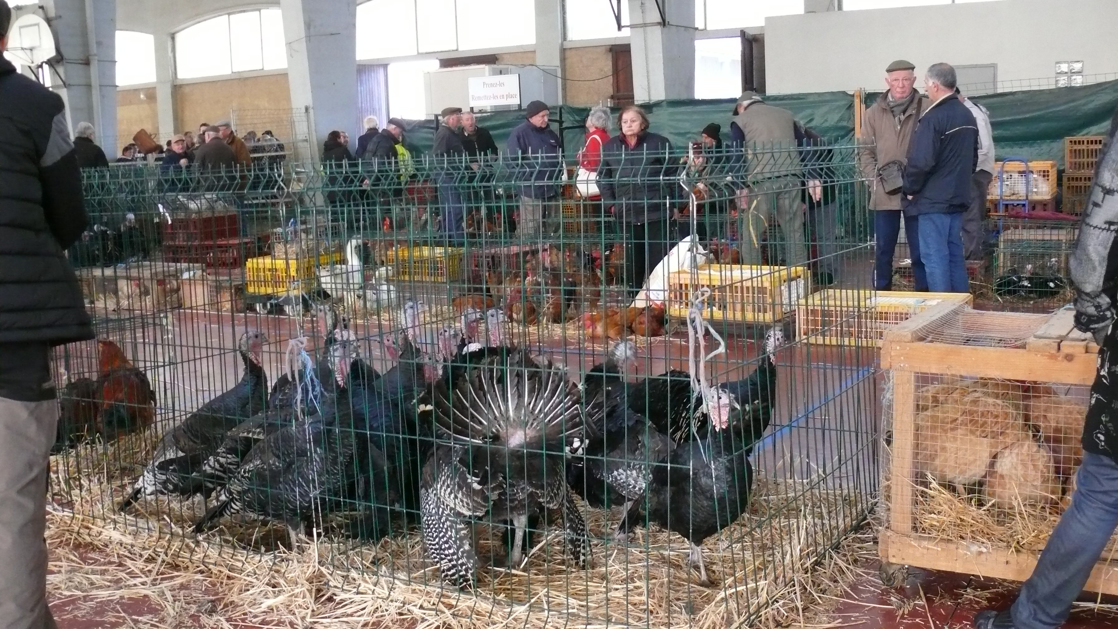 Un récent souvenir : le marché à la volaille vivante, il n'y a pas si longtemps que cela en décembre 2019. 