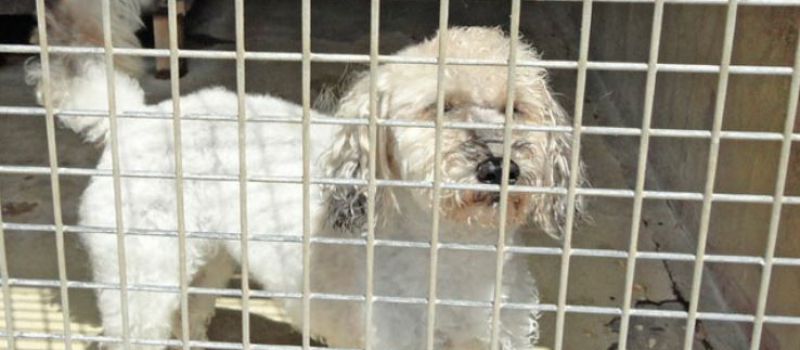 Les refuges d'animaux accessibles dès jeudi pour une adoption