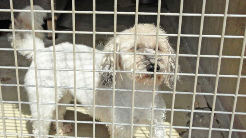 Les refuges d'animaux accessibles dès jeudi pour une adoption