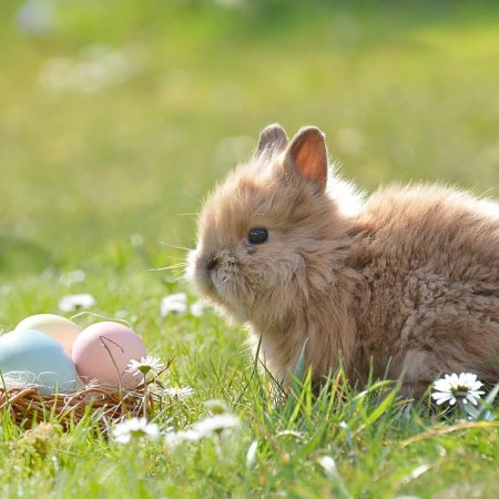 easter-easter-bunny-egg-easter-eggs.jpg