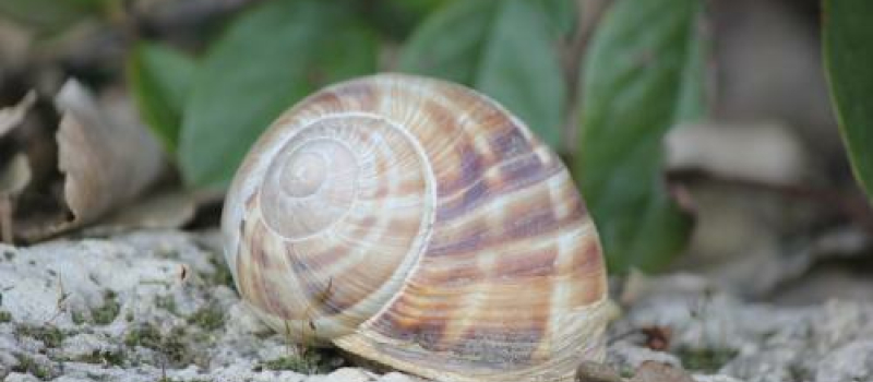 L'escargot de Bourgogne