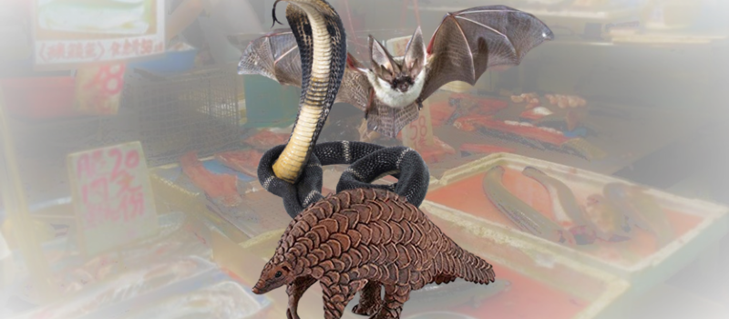 Le pangolin, la chauve-souris, et le serpent