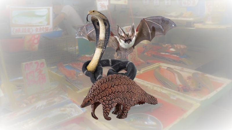 Le pangolin, la chauve-souris, et le serpent