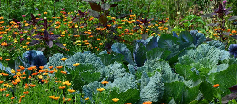 Concours des jardins écologiques 2020