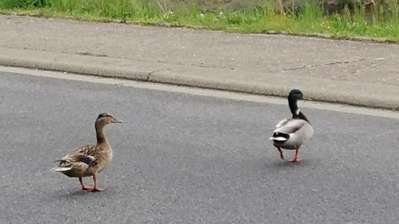 Des canards heureux...