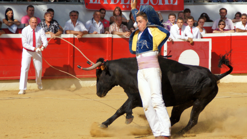 Focus sur la course landaise, une tradition et un sport en danger
