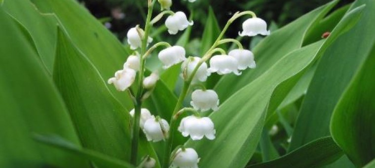 Muguet.JPG