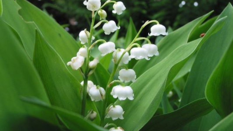 1er mai : la vente du muguet étroitement encadrée