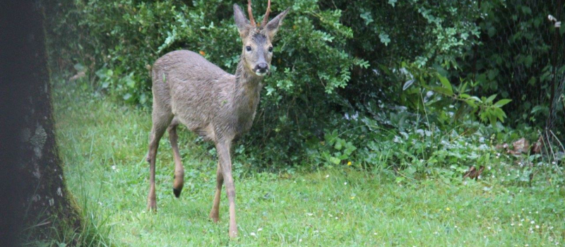 Comme un chevreuil ...
