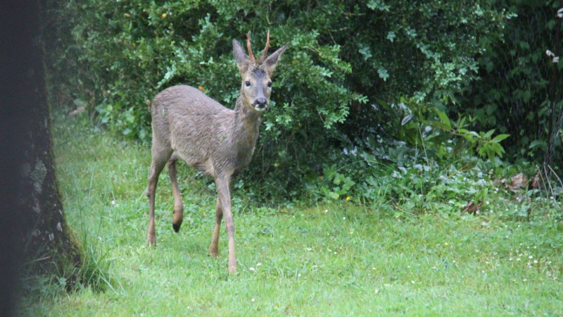 Comme un chevreuil ...