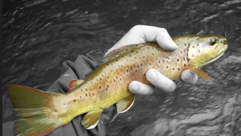 Reprise de la pêche: les pêcheurs gersois impatients