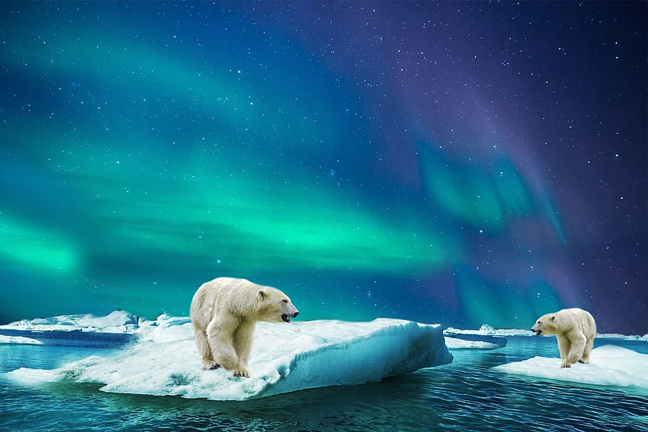 Des ours polaires sur la glace - Illustration Piqsels.com