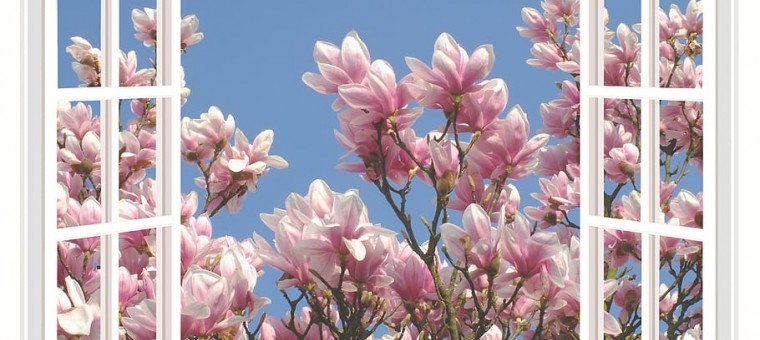 magnolia-magnolia-tree-flower-spring.jpg