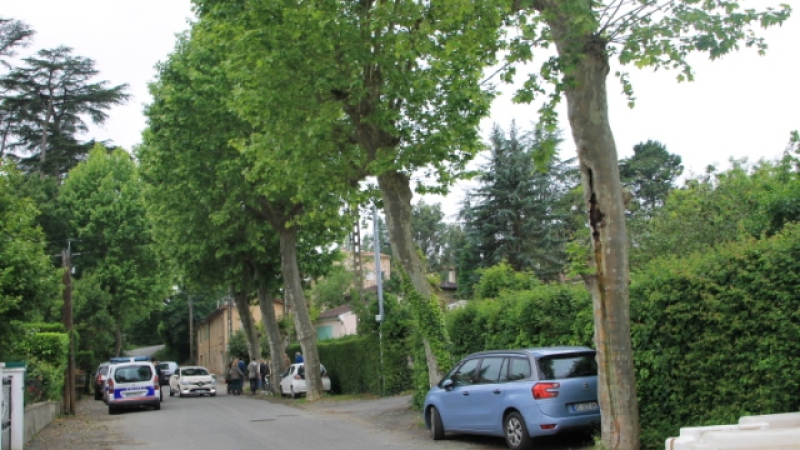 Sauvegarde des platanes