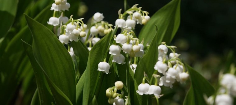 Muguet s-lily-of-the-valley-spring.jpg