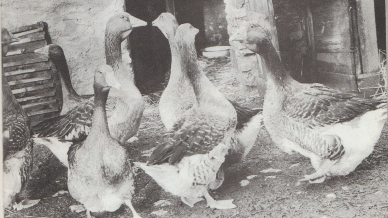 Le gavage des oies à l'ancienne