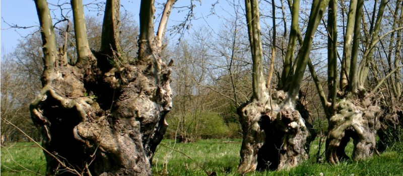 Les trognes, des arbres d’avenir.
