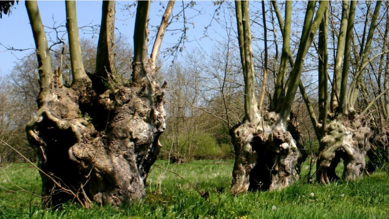 Les trognes, des arbres d’avenir.