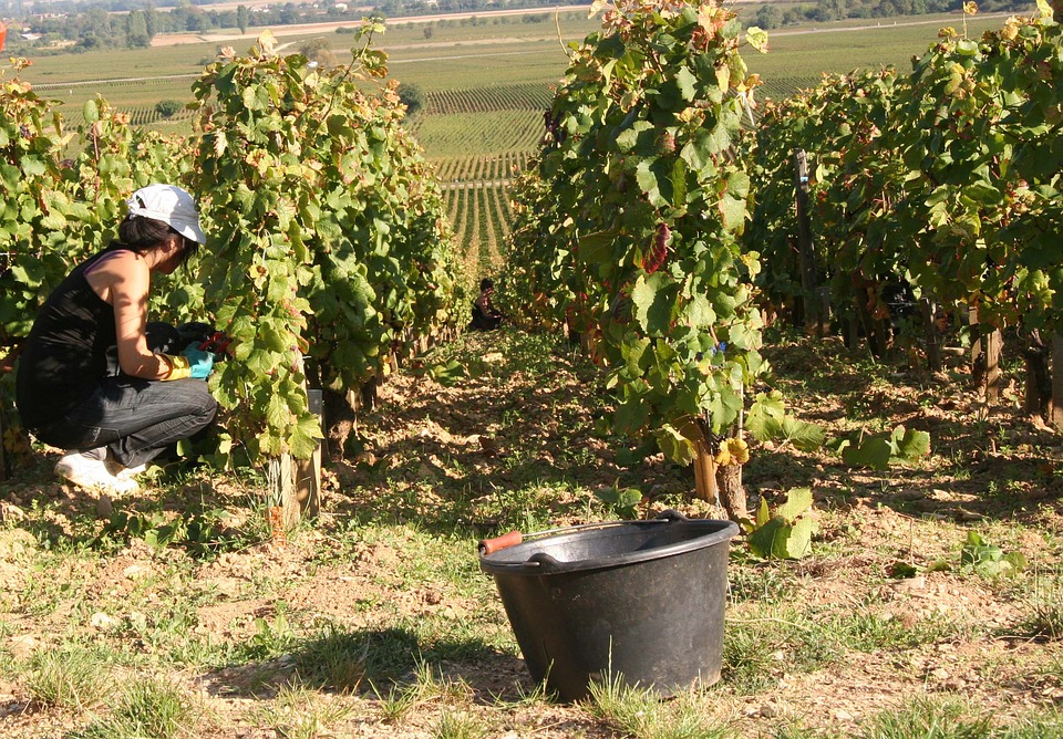 Les vendanges, une des nombreuses opportunités de travaux agricoles pour les étudiants - Photo Pixabay.com